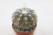 Gymnocalycium spegazzinii TOM 06 - 82/1