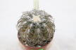 Gymnocalycium spegazzinii TOM 06 - 82/1 (2)