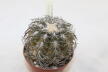 Gymnocalycium spegazzinii TOM 06 - 82/1 (3)