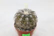 Gymnocalycium spegazzinii TOM 06 - 82/1 (4)
