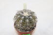 Gymnocalycium spegazzinii TOM 06 - 82/1 (6)
