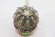 Gymnocalycium spegazzinii TOM 06 - 82/1 (7)