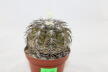Gymnocalycium spegazzinii TOM 06 - 82/1 (8)