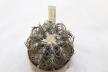 Gymnocalycium spegazzinii TOM 06 - 82/1 (9)