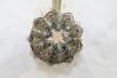 Gymnocalycium spegazzinii TOM 06 - 82/1 (10)