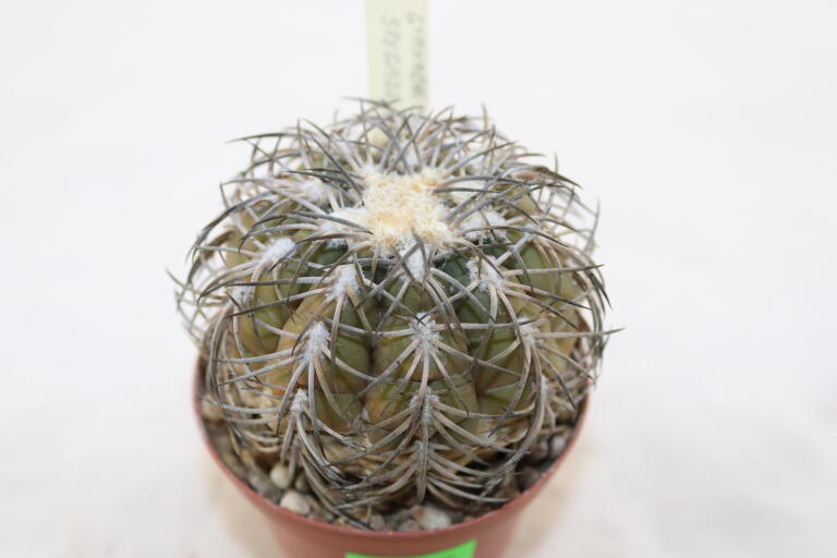 Gymnocalycium spegazzinii TOM 06 - 82/1 (2)