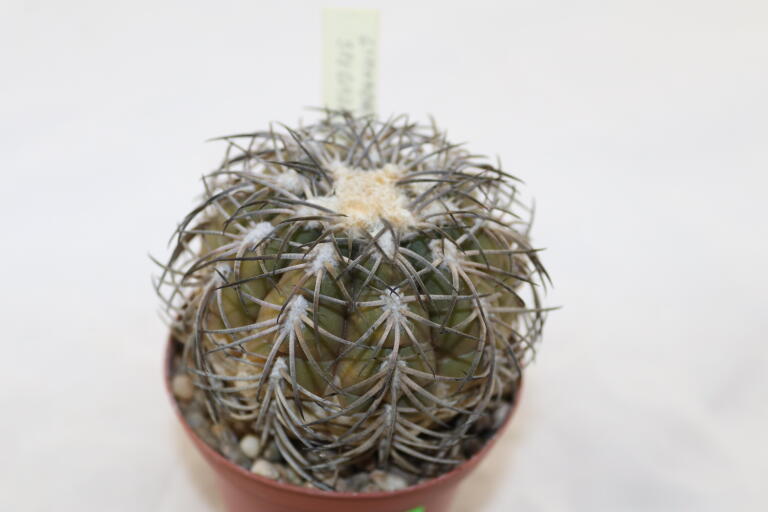 Gymnocalycium spegazzinii TOM 06 - 82/1 (3)