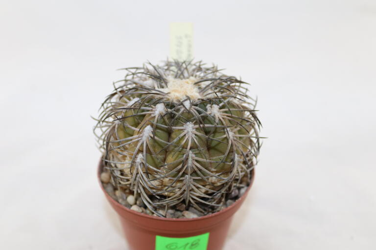 Gymnocalycium spegazzinii TOM 06 - 82/1 (4)