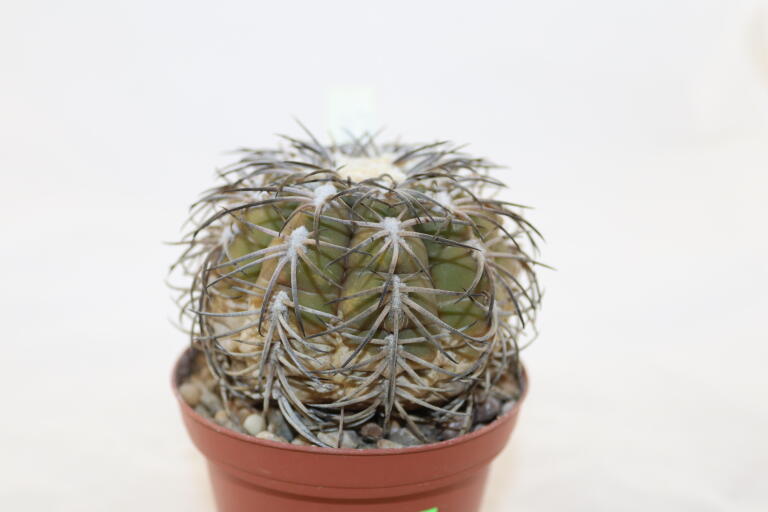 Gymnocalycium spegazzinii TOM 06 - 82/1 (5)