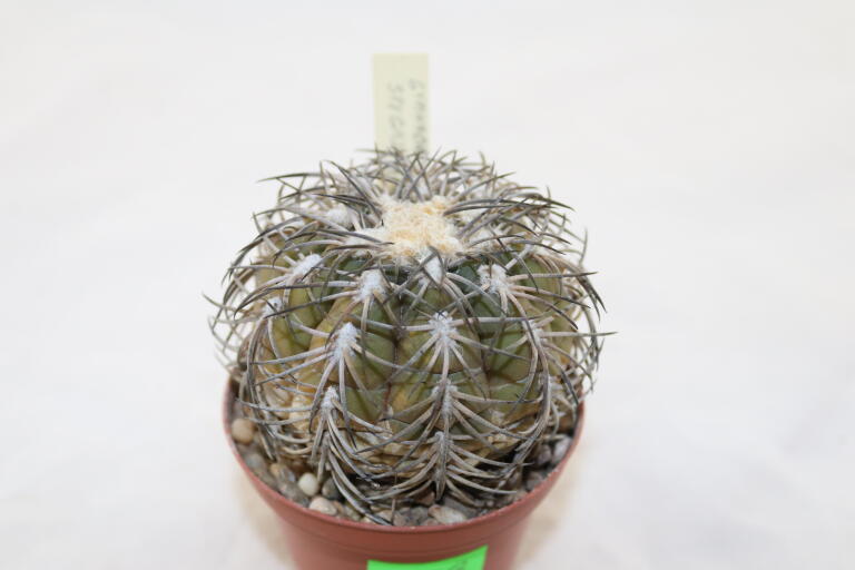 Gymnocalycium spegazzinii TOM 06 - 82/1 (6)