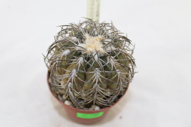 Gymnocalycium spegazzinii TOM 06 - 82/1 (7)