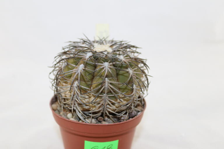 Gymnocalycium spegazzinii TOM 06 - 82/1 (8)