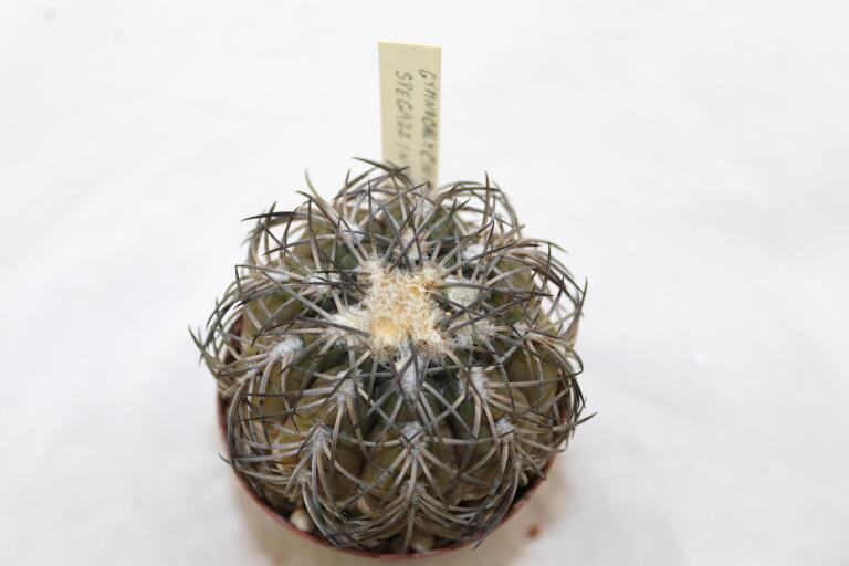 Gymnocalycium spegazzinii TOM 06 - 82/1 (9)