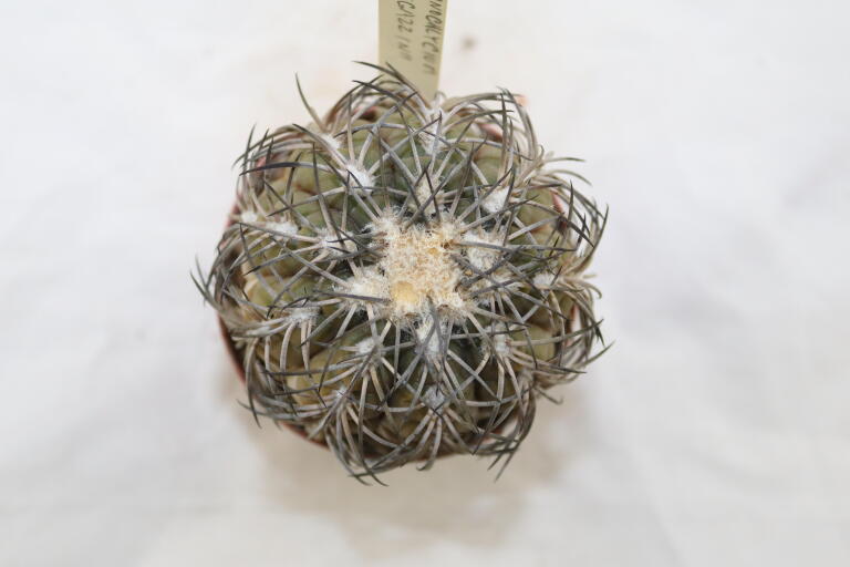 Gymnocalycium spegazzinii TOM 06 - 82/1 (10)
