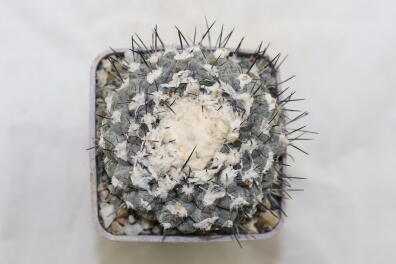 Copiapoa tenuissima