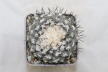 Copiapoa tenuissima