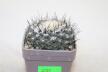Copiapoa tenuissima (2)