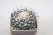 Copiapoa tenuissima (3)