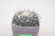 Copiapoa tenuissima (4)