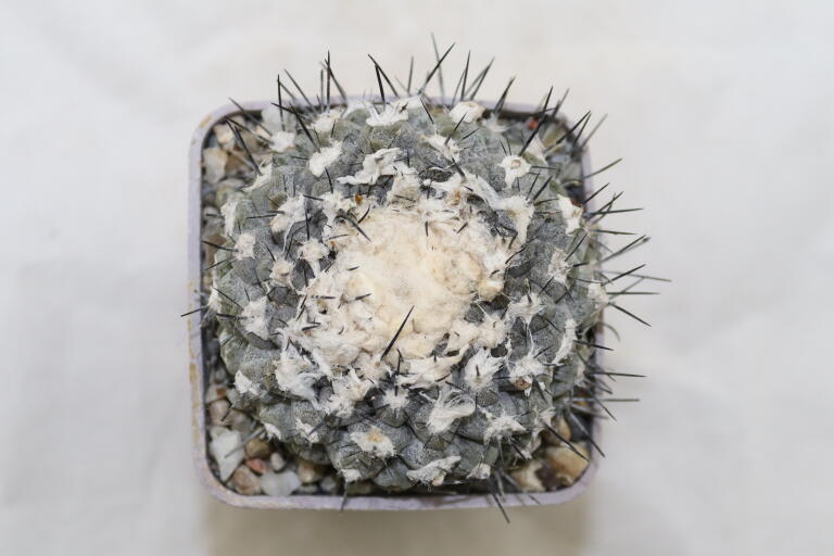 Copiapoa tenuissima