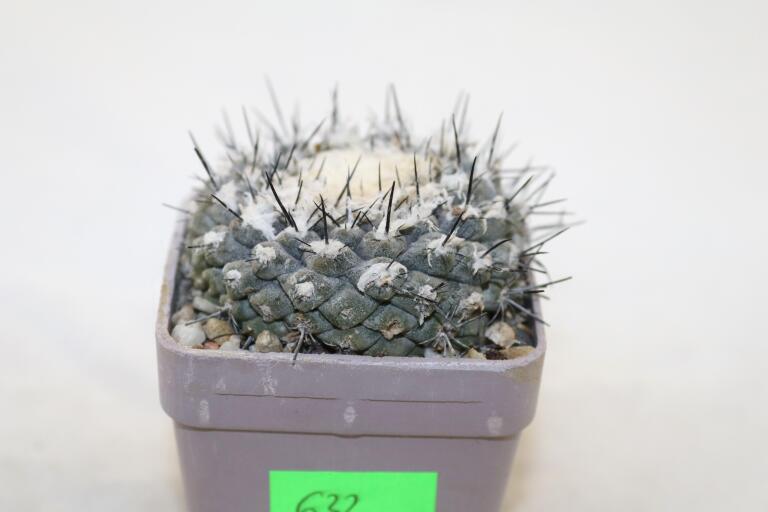 Copiapoa tenuissima (2)