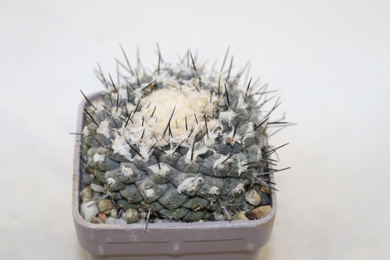 Copiapoa tenuissima (3)