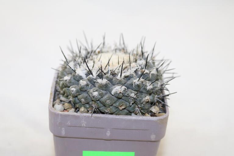 Copiapoa tenuissima (4)