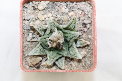 Ariocarpus hintonii Matehuala 