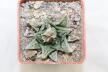Ariocarpus hintonii Matehuala 