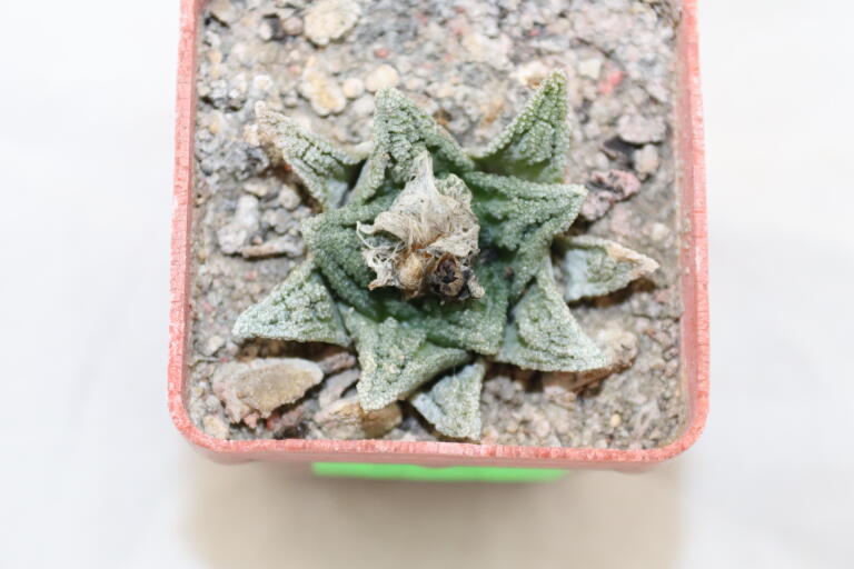 Ariocarpus hintonii Matehuala  (2)