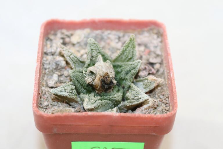 Ariocarpus hintonii Matehuala  (3)