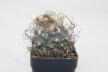 Turbinicarpus macrochele 14 Years 