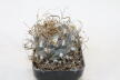 Turbinicarpus macrochele 14 Years  (2)