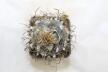 Turbinicarpus macrochele 14 Years  (3)