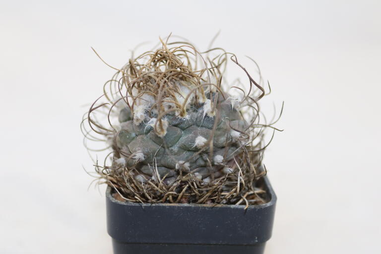 Turbinicarpus macrochele 14 Years 