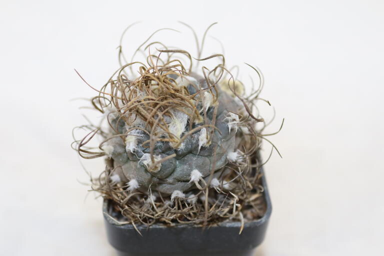 Turbinicarpus macrochele 14 Years  (2)