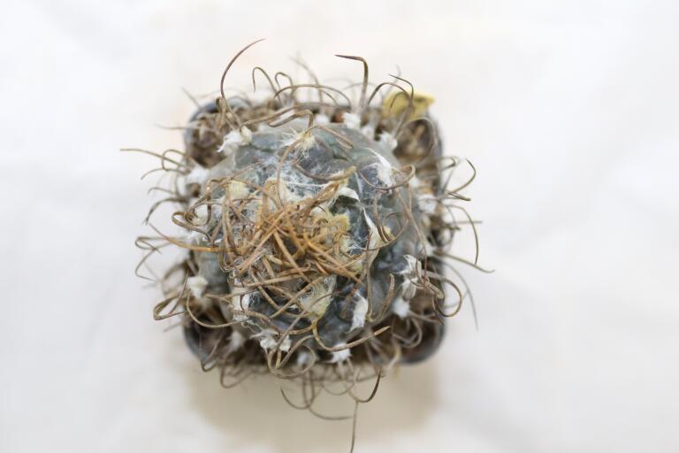 Turbinicarpus macrochele 14 Years  (3)