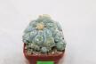 Lophophora fricii IDD 244 Viesca MULTIHEADS
