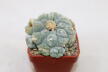 Lophophora fricii IDD 244 Viesca MULTIHEADS (2)