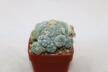 Lophophora fricii IDD 244 Viesca MULTIHEADS (3)