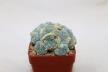 Lophophora fricii IDD 244 Viesca MULTIHEADS (5)