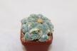 Lophophora fricii IDD 244 Viesca MULTIHEADS (6)