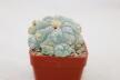Lophophora fricii IDD 244 Viesca MULTIHEADS (7)