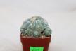 Lophophora fricii IDD 244 Viesca MULTIHEADS (8)