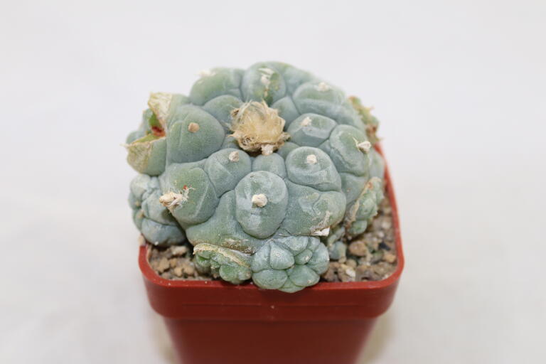 Lophophora fricii IDD 244 Viesca MULTIHEADS (2)