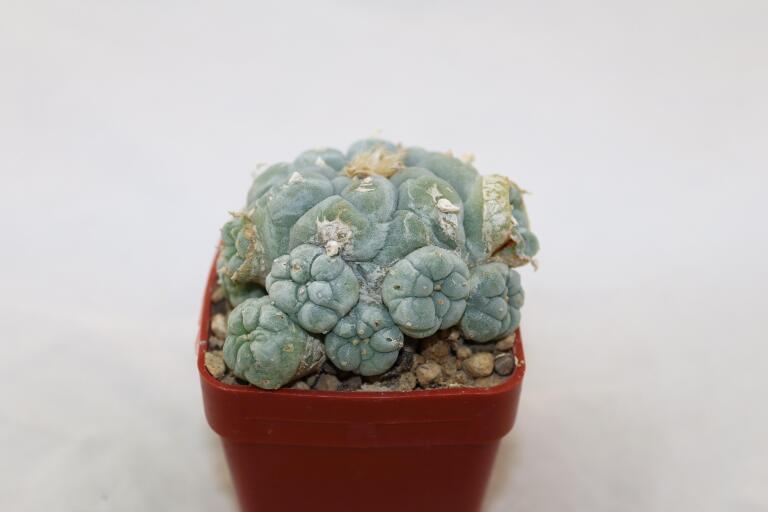 Lophophora fricii IDD 244 Viesca MULTIHEADS (3)