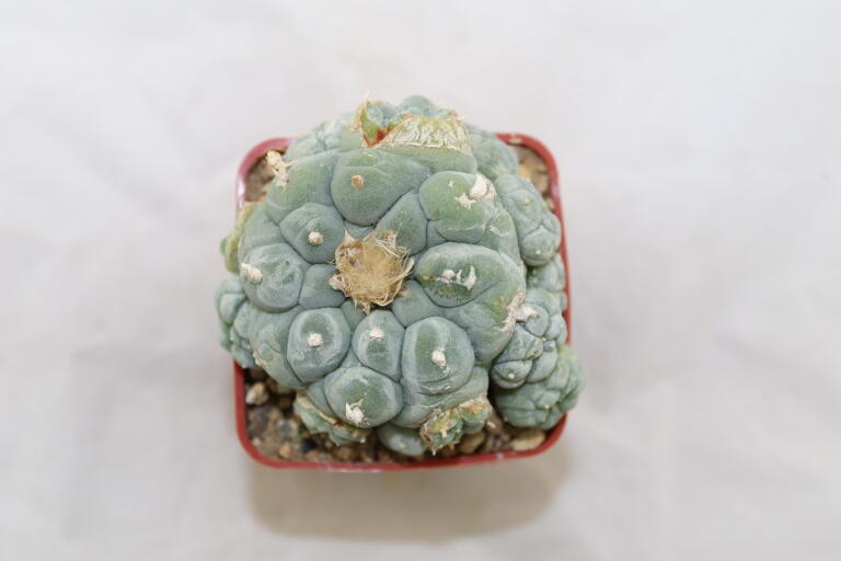 Lophophora fricii IDD 244 Viesca MULTIHEADS (4)