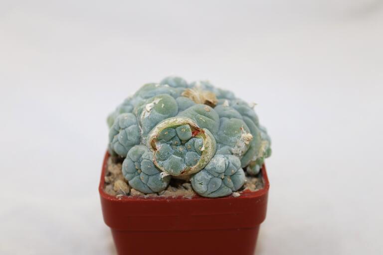 Lophophora fricii IDD 244 Viesca MULTIHEADS (5)