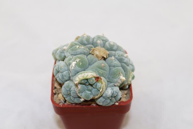 Lophophora fricii IDD 244 Viesca MULTIHEADS (6)