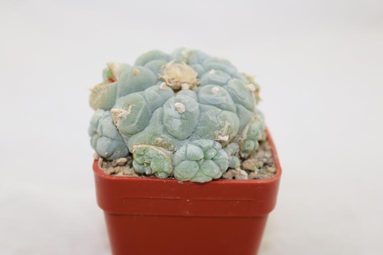 Lophophora fricii IDD 244 Viesca MULTIHEADS (7)